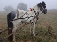 公马, Horses — 照片 1