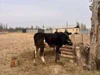 Toro, Russian Black pied cattle — foto 2