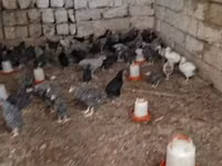 Chickens — الصورة 6