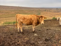 Ng'ombe jike, Simmental cattle — picha 1