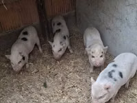 Boar — photo 1