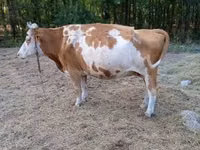 Vaca, Simmental cattle — foto 7