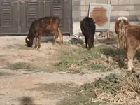 公牛, Cattle — 照片 3
