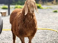 Wad, Hissar sheep — sawirka 2