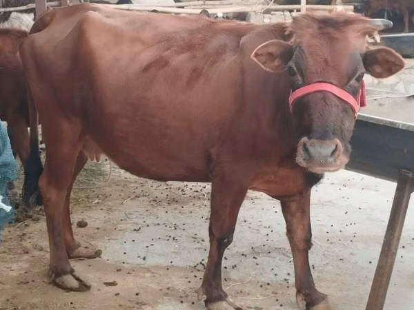 母牛, Cattle