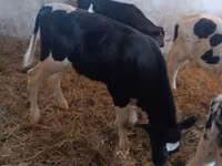 公牛, Cattle — 照片 8