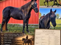 Faras dhaddig, Rocky Mountain Horse — sawirka 1