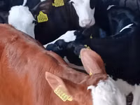 Bull, Simmental cattle — photo 2