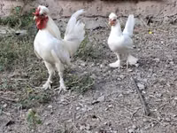 Chickens — 照片 1