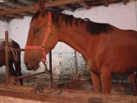 Hengst, Manipuri pony — Foto 3