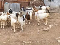 Goat, Damask goat — photo 4