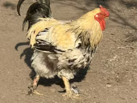 Czech Gold Brindled Hen — picha 1