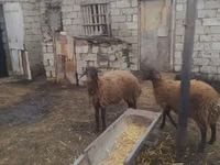मेढ़ा, Blackheaded Persian sheep — फ़ोटो 4