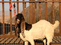 Billy Goat, Gulabi goats — photo 2