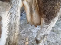 Kuh, Simmental cattle — Foto 2