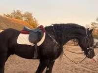 Hengst, Friesian — Foto 3