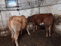 Ng'ombe (kikundi, jinsia haijatajwa), Simmental cattle — picha 2