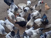 Chickens — الصورة 3