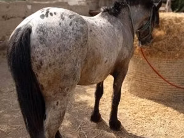 घोड़ा, Appaloosa