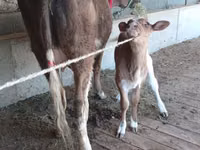 Cow, Latvian Blue cattle — photo 5