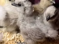 Silkie — picha 1