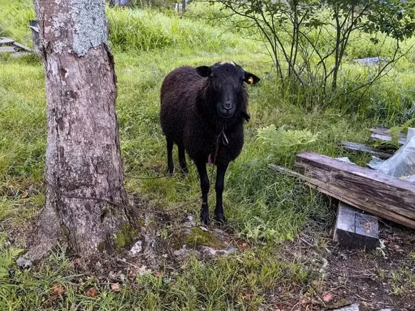 كبش, Romanov sheep