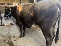 Cow, Holstein breed — photo 2