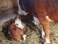 Bulle, Simmental cattle — Foto 3