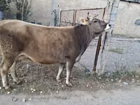 Cow, Alatau breed — photo 1
