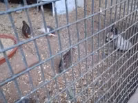 King Quail — sawirka 2