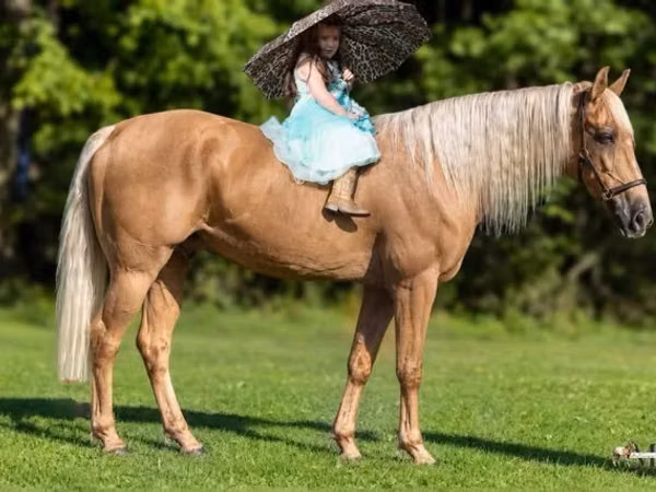 حصان, Palomino