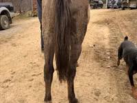 母马, Rocky Mountain Horse — 照片 7
