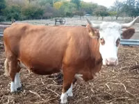 公牛, French Simmental cattle — 照片 6