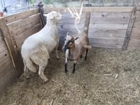 मेढ़ा, Cameroon sheep — फ़ोटो 3