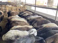 Sheep, Krasnoyarsk sheep — photo 3