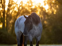 حصان, Percheron — الصورة 3