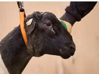 كبش, Dorper sheep — الصورة 2