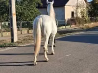 घोड़ी, घोड़े — फ़ोटो 5