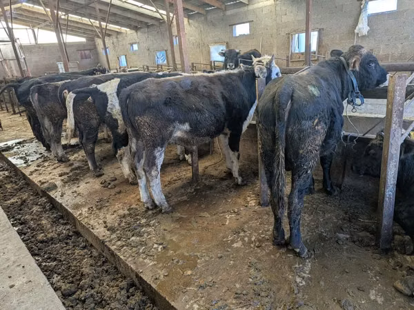 Toro, Karaku