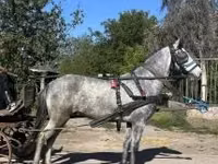 公马, Horses — 照片 1