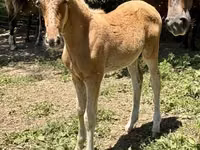 公马, Rocky Mountain Horse — 照片 4