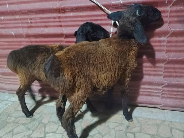 भेड़ें (लॉट, लिंग निर्दिष्ट नहीं), भेड़