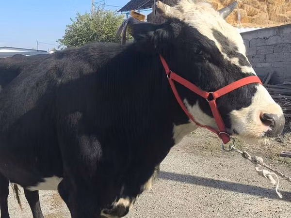 Cow, Russian Black pied cattle