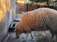 母羊, Sheep — 照片 1