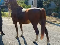 公马, Horses — 照片 4