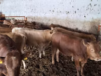 公牛, Simmental cattle — 照片 3