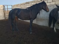 घोड़ा, Kushum Horse — फ़ोटो 3