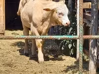 Bull, Simmental cattle — photo 1
