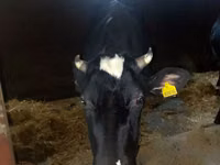 Cow, Holstein breed — photo 2