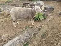 Sheep, Australian merinos sheep — photo 1